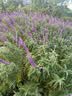 京东绿植绿萝盆栽除甲醛花卉绿植办公室新房净化空气180加仑4盆装源头直发 实拍图