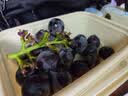 京鲜生 云南夏黑无籽黑提 蓝莓葡萄礼盒装4-4.5斤 高糖低酸 生鲜水果 实拍图