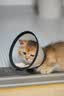 HOUYA猫包外出透气宠物便携包太空舱小猫咪用品 实拍图