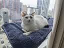 网易严选猫用薄荷饼干宠物幼猫成猫猫咪零食饼干薄荷味 95克 实拍图