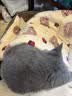 光多拉猫垫狗垫子60*40cm草莓小熊宠物猫窝睡垫四季猫咪北极绒棉毯子 实拍图