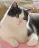 喵梵思 脆块儿全价主食冻干持续锁鲜成猫幼猫冻干粮物理磨牙200g/160g 鳕鱼鸡肉200g*1包 实拍图