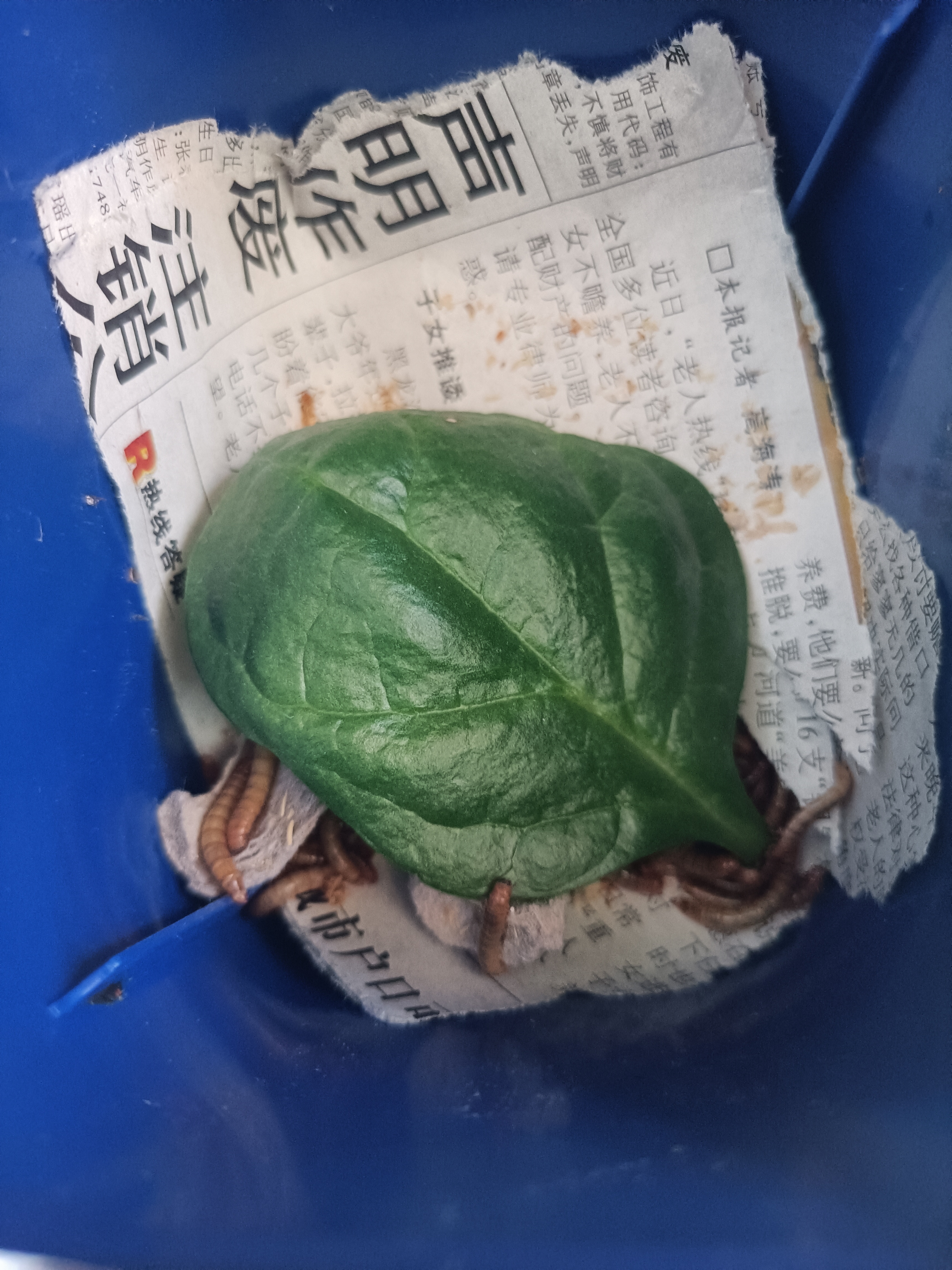 爬将军面包虫活体活虫黄粉虫蜘蛛蝎子乌龟守宫角蛙仓鼠八哥鸟活饵鱼食粮 1-2cm约100条+麦麸(带镊子) 实拍图