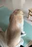 京东京造 TPE瑜伽垫 加厚加大男士健身垫子女士家用防滑 抹茶绿183*66cm 实拍图
