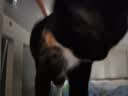 华元宠具（hoopet）猫包大容量宠物便捷外出便携透气双肩手提布偶狗背包幼犬外出包蓝 实拍图