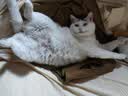 麦富迪猫粮 超肉粒冻干双拼成猫粮美毛护肠三文鱼10kg/20斤【宠物金选】 实拍图
