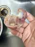 上鲜无抗千检鸡胗800g 鸡肫卤鸡胗烤鸡胗卤煮烧烤食材清真 实拍图