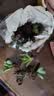 急兔多肉植物桌面盆栽绿植DIY花卉多肉随机多肉10颗不含盆土源头直发 实拍图