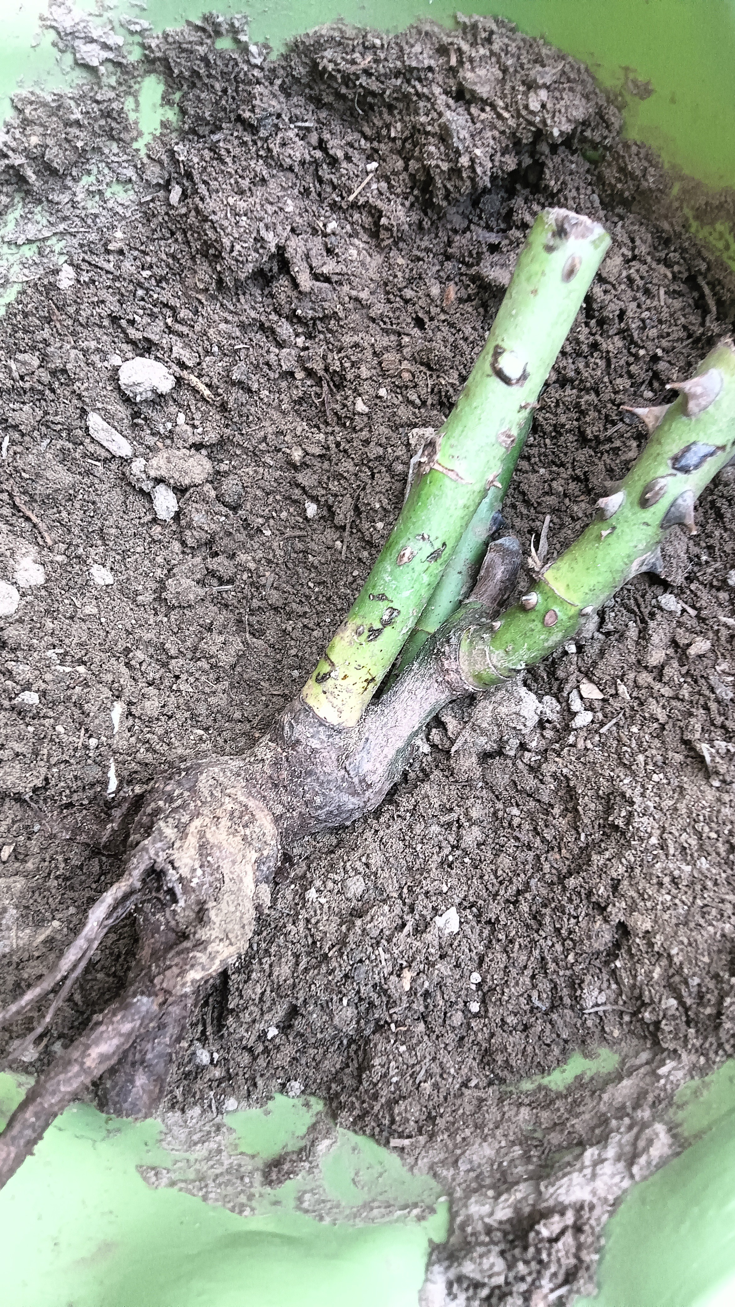 玫瑰花苗老桩绿植物盆栽月季蔷薇老根室内外阳台庭院特大花卉四季 26黑巴克（老桩苗四季开花） 实拍图