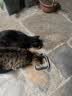 好主人猫条猫咪零食 喵舔酱火腿肠猫罐头白肉汤罐成猫幼猫通用营养开胃 猫咪火腿肠10g*24 实拍图