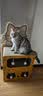 【京东快递】猫抓板猫窝一体式耐磨耐抓逗猫神器 45猫别墅【三层豪华款】 实拍图