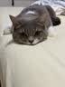 皇家猫粮 成猫猫粮 去毛球 IH34 通用粮 12月以上 2KG 实拍图