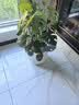 植卉居北欧风室内大花盆加厚仿古罗马盆栽树脂阳台大口径绿植花盆 聚宝盆-330白【30*30】送托盘 一套装 实拍图