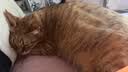 皇家猫粮 成猫猫粮 户外成猫 O30 通用粮 12月以上 4KG 实拍图