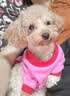 皇家狗粮 贵宾成犬狗粮泰迪犬粮宠物小型犬 PD30全价犬粮10月-8岁 3KG 实拍图