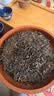 福茗源茶叶 普洱茶 云南勐海古树生茶春茶七子饼茶老树班章茶单饼装357g 实拍图