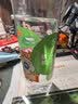 依能 青柠檬味苏打水饮料 无糖无汽弱碱 500ml*24瓶 塑膜装饮品 实拍图