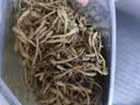 以美金银花精选头茬新花泡水养生茶凉茶200g特级自营无熏泡水中秋节 实拍图