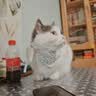 pidan猫砂 豆腐猫砂2.4kg*6包强力吸臭纯猫砂 可冲厕所非膨润土砂 实拍图