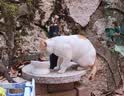 网易严选宠爱全价猫粮 实惠主粮成幼猫爱心三文鱼油美毛护胃海洋鱼2kg 实拍图
