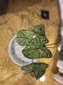 虹越（HONGYUE）高端绿植彩叶芋盆栽 多品可选室内阳台客厅装饰观叶植物 【DH彩叶芋】“白色女王”110#盆栽 实拍图