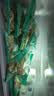 核桃鲜风去皮鲜核桃仁独立小包装【25包】450g 源头直发 实拍图
