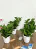 花行榜绿萝盆栽室内植物新房家用净化空气水培绿植花卉大叶吊兰源头直发 实拍图