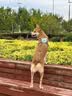 伯纳天纯狗粮中大型犬全价成年犬粮17kg羊肉蔓越莓味囤货装 实拍图