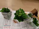 京东绿植绿萝盆栽除甲醛花卉绿植办公室新房净化空气180加仑4盆装源头直发 实拍图
