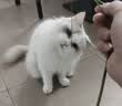 万颐（WEET）猫粮冻干五拼成猫专用英短蓝猫全种猫通用型宠物主粮2.5kg 实拍图