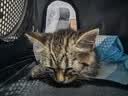 BNBNO便携猫包外出斜挎太空舱宠物背包航空箱猫笼猫箱透气大空间猫咪包 实拍图