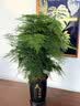 花行榜大文竹盆栽盆景植物室内客厅花卉办公室桌面绿植四季常青源头直发 实拍图