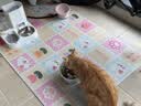 乐优派防打翻高脚陶瓷猫碗防黑下巴狗碗高脚猫碗猫狗通用喂食稳固不晃动 实拍图
