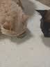 京东京造猫咪零食猫罐头咕噜宣言全价主食罐鲜肉焖烧85g*6鸡胸肉三文鱼 实拍图