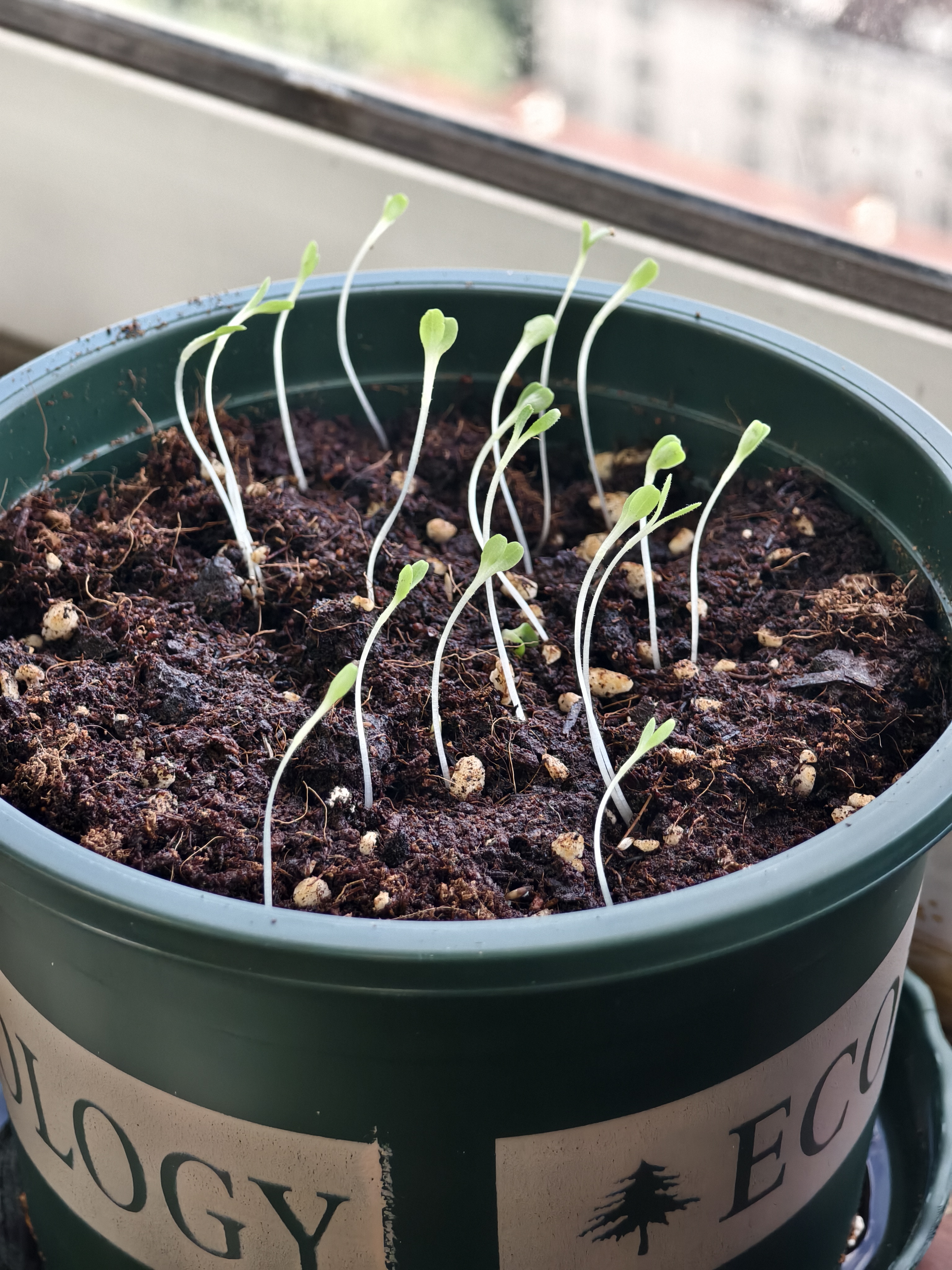 ldeal理想农业 生菜种子四季耐抽薹蔬菜种籽盆栽种植生菜种子 约5000粒 实拍图