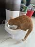 霍曼（Homerun）宠物智能自动喂食器猫粮定时猫咪自动投食机不锈钢双碗增高版PF20 实拍图