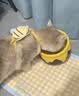 皇家猫粮 绝育成猫粮 SA37通用粮 1-7岁10KG 实拍图
