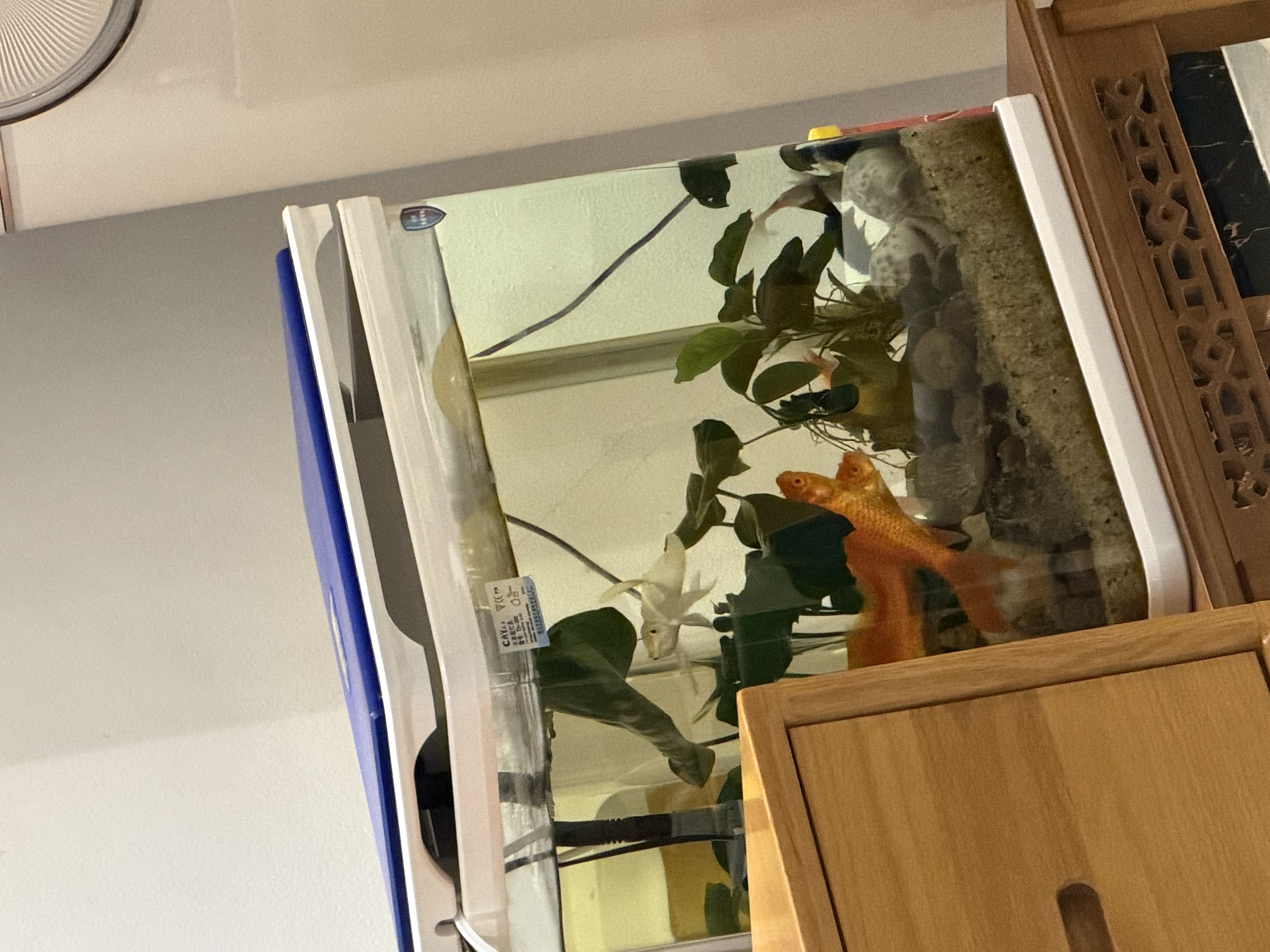 京业鱼缸过滤器JY-910款6W 增氧过滤泵鱼缸潜水泵  适合40CM左右鱼缸 实拍图