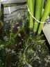 YEE鱼缸氧气泵养鱼充氧泵增氧机低音小型家用打氧器3w  实拍图