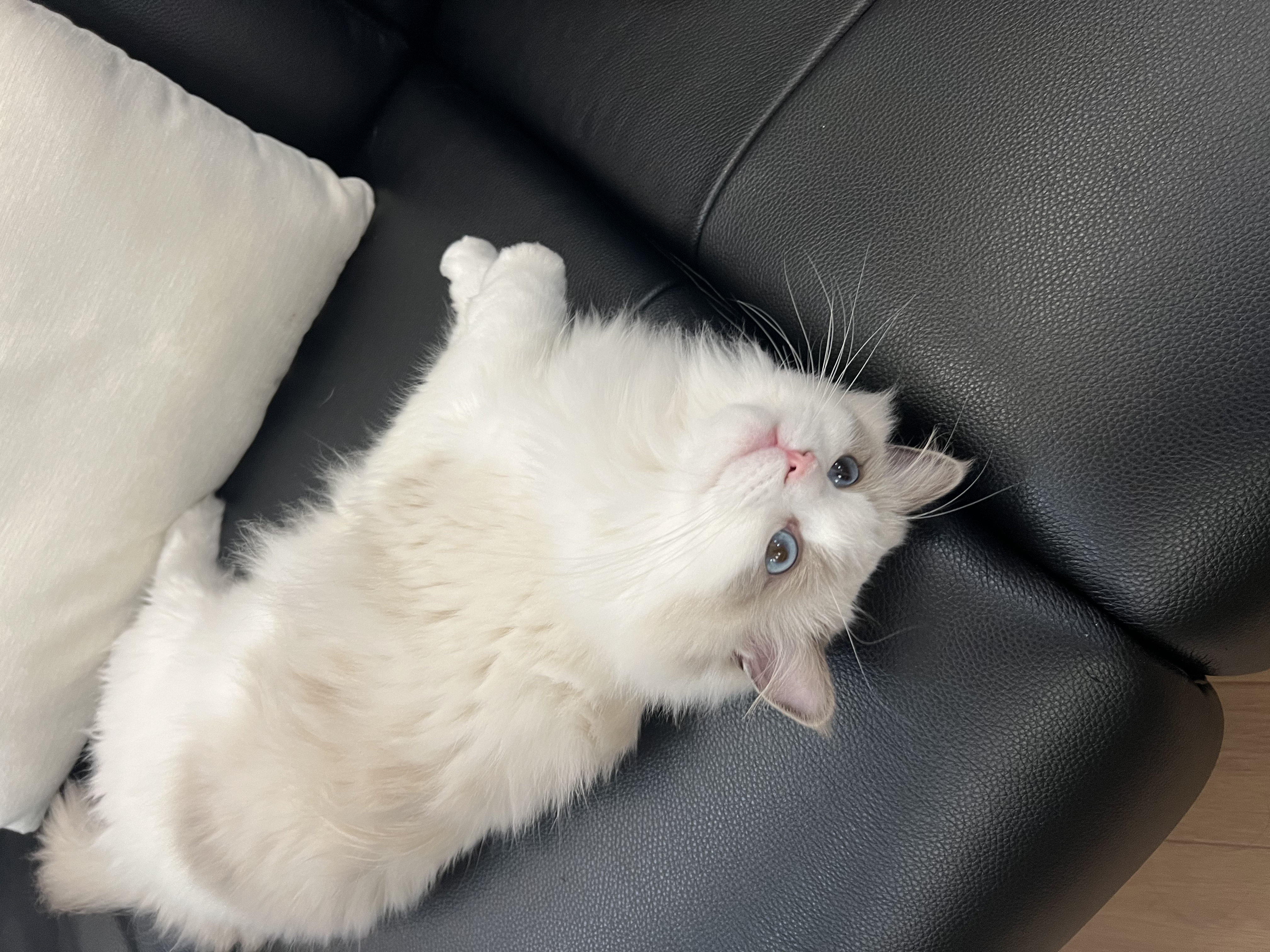 多特思猫零食猫条混合口味15g100支0添加0诱食剂防掉毛成幼猫咪鱼油罐头 实拍图