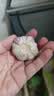京鲜生河南杞县大蒜带皮新鲜干蒜 净重2斤单果5-5.5cm 源头直发包邮 实拍图