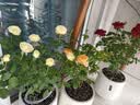景郁春 JIRYUCUR玫瑰花苗特大花月季花苗绿植阳台盆栽蔷薇花苗果汁阳台源头直发 实拍图