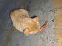 腆宠狗笼狗窝猫笼狗笼子中小型犬带厕所猫笼子大号家用室内狗围栏兔笼 实拍图
