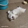 普安特猫咪体内驱虫药米尔贝肟吡喹酮片防治寄生虫成猫普乐妙56mg*1片 实拍图