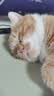 SMARTTAIL宠物猫咪饮水机智能无线喂水器自动循环不插电无线感应猫咪饮水机 实拍图
