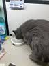 甜浪海恒温猫咪饮水机酸奶机陶瓷加热猫狗喝水保温碗防打翻宠物用品 实拍图