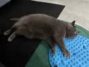 普安特补血肝精口服液诺倍安宠物猫咪狗狗孕前产后术后绝育贫血保肝护肝 实拍图