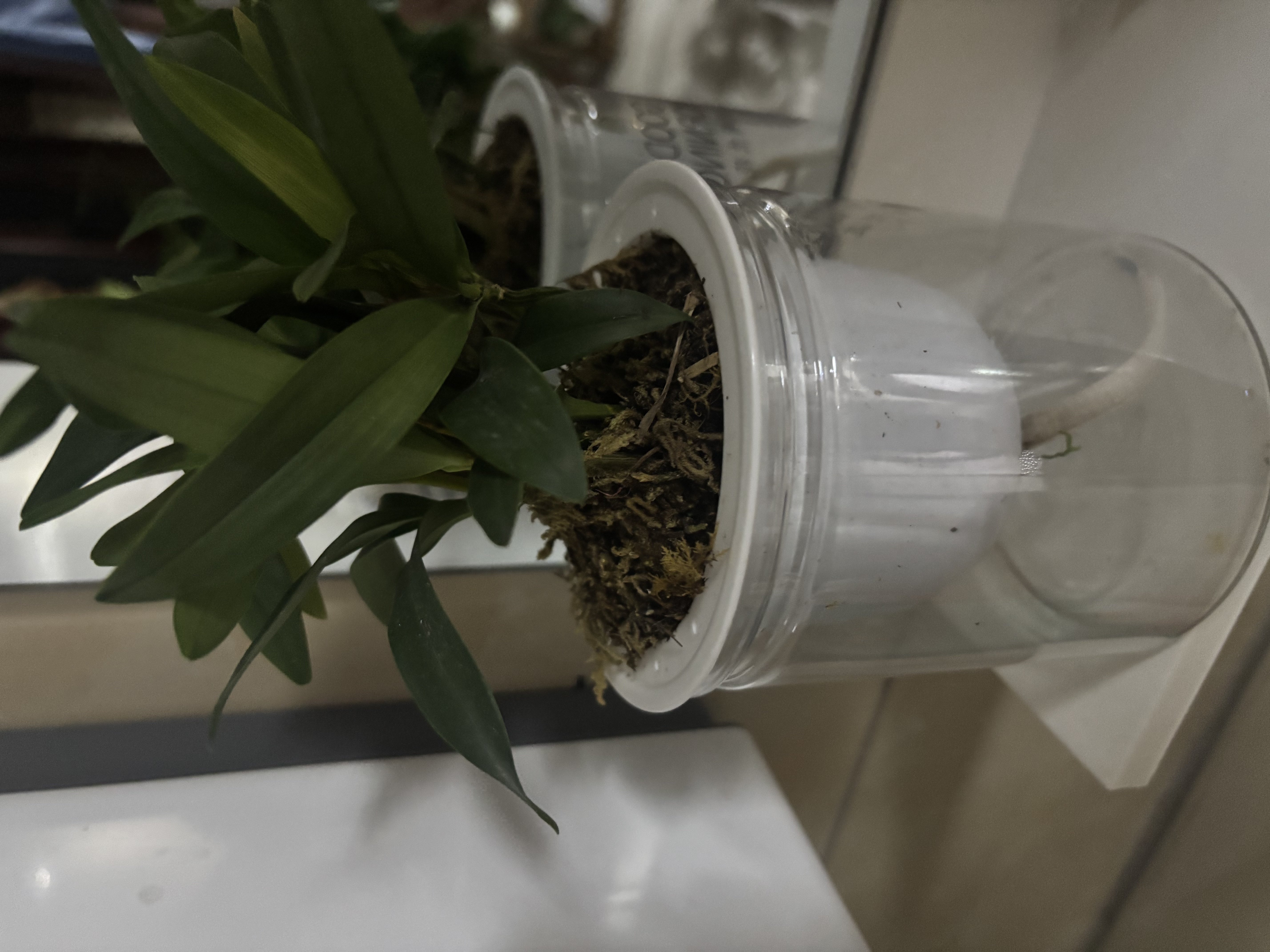 劉閣蘭花紫云石斛兰花盆栽室内桌面花卉 2盆10苗当年开花配懒人盆源头直发 实拍图