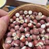 口福坊芡实干货500g大颗粒正宗新鲜鸡头果特级肇庆茨实搭茯苓煲汤中药材 实拍图