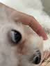 普安特宠物猫咪去泪痕液狗狗眼泪分泌物无影宝精华液20g非宠物滴眼液 实拍图